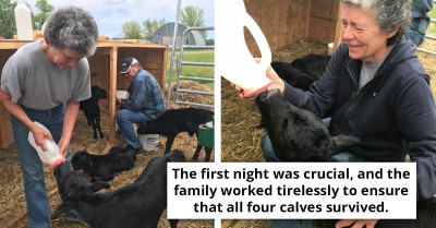 Family Left In Shock After Their Cow Gives Birth To Four Calves