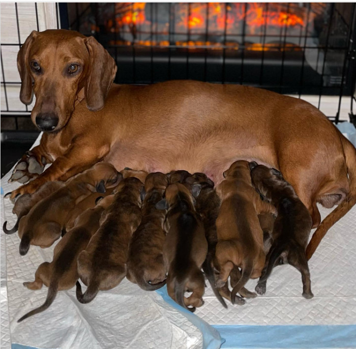 8. A whole family pack of weenies