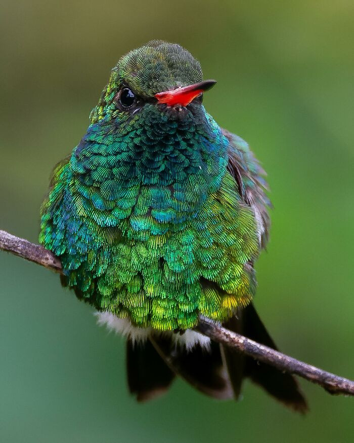 Glittering-Bellied Emerald