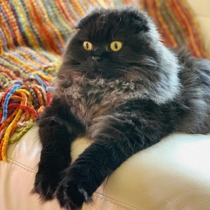 “Dad says I have ‘wookie’ paws. I don’t know what that means.”