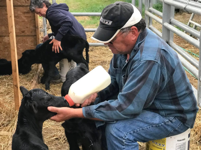 The entire family was working day and night to make sure the calves survived their first days