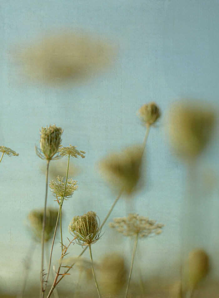 Drifting Stillness From The Series 'Many Lives In A Flower' By Julie Wang