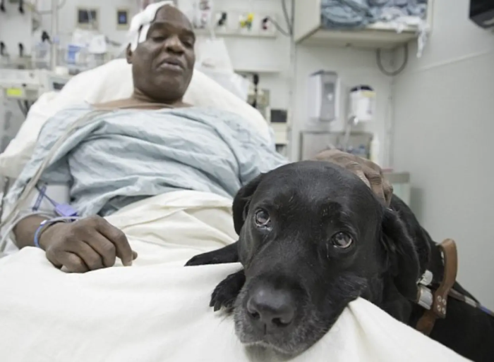 Labrador guide dog assisting a blind handler, promoting independence and freedom