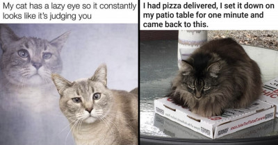18 Hot Off-The-Press Cat Memes With Purrfectly Hilarious Sides Of Kitten Goodness