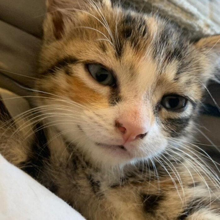 She Swaggered One Day into Chef Dave's Pizza Place