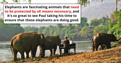 Check Out This Adorable Moment Of A Pianist Comforting A Rescue Elephant With Music