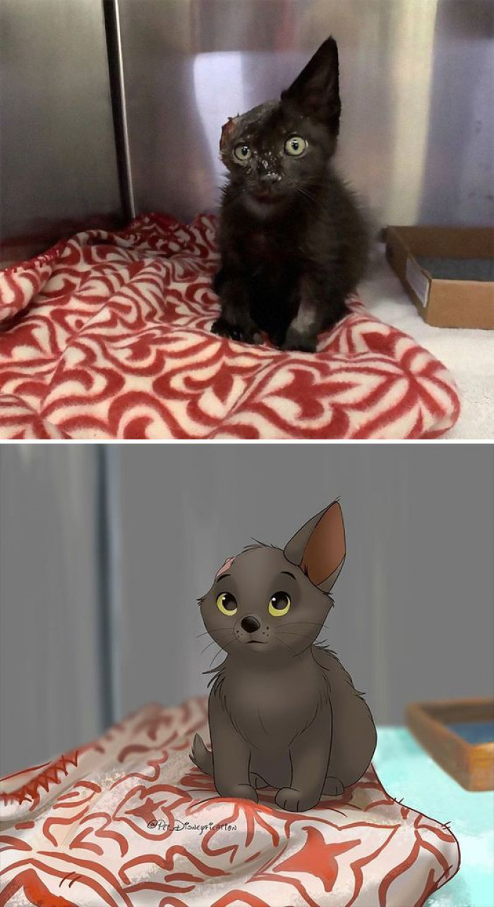12. Sweet lil’ @vangogh.cat survived an animal attack and now he has one ear, like the painter van Gogh
