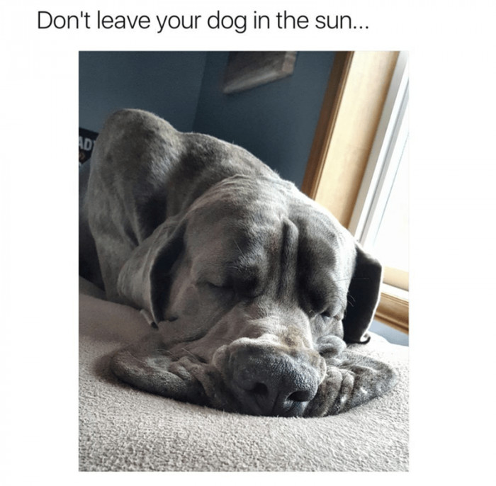 10. Or else, your dog will start to melt