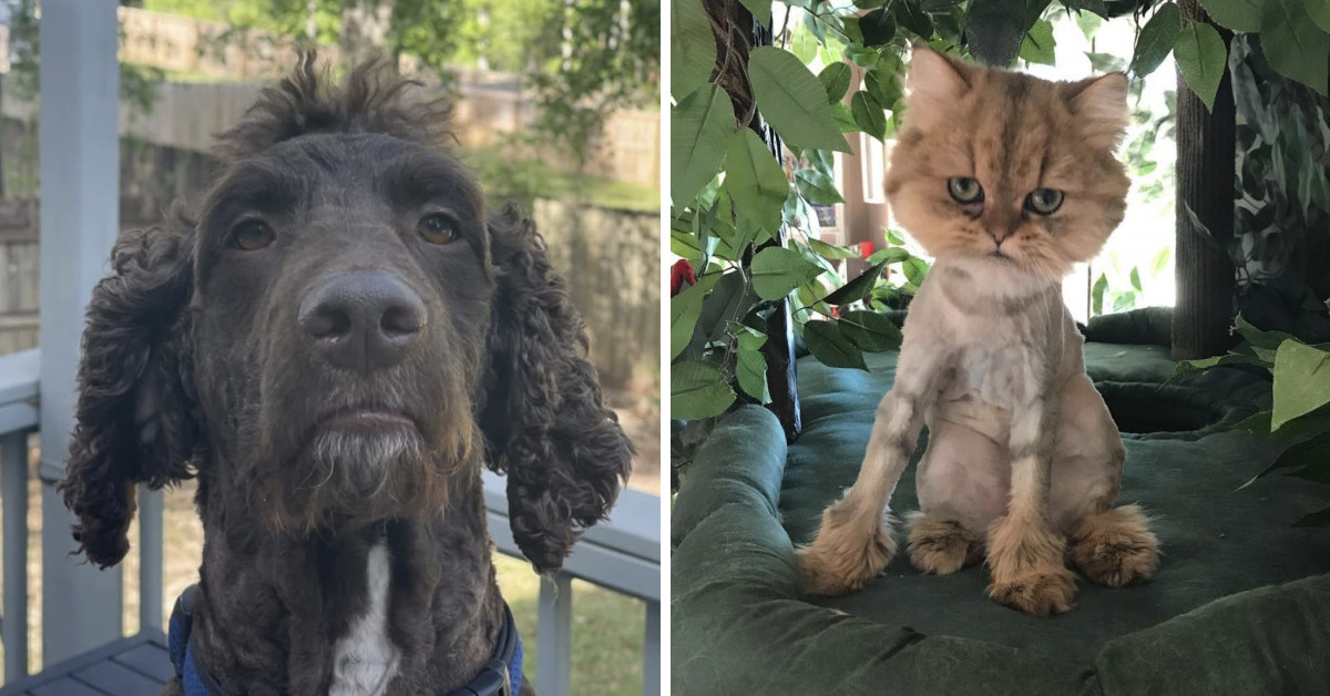 50 Comedically Bad Haircuts Cats And Dogs Edition