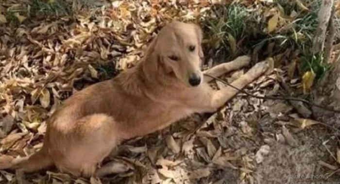 A golden retriever by the name of Ping An was enjoying every moment of life with her devoted family