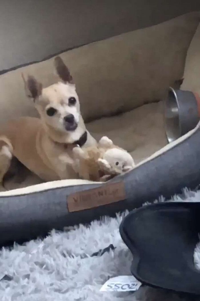 Trist thought she’d never see her beloved dog again, but luckily, Jazzy had a microchip