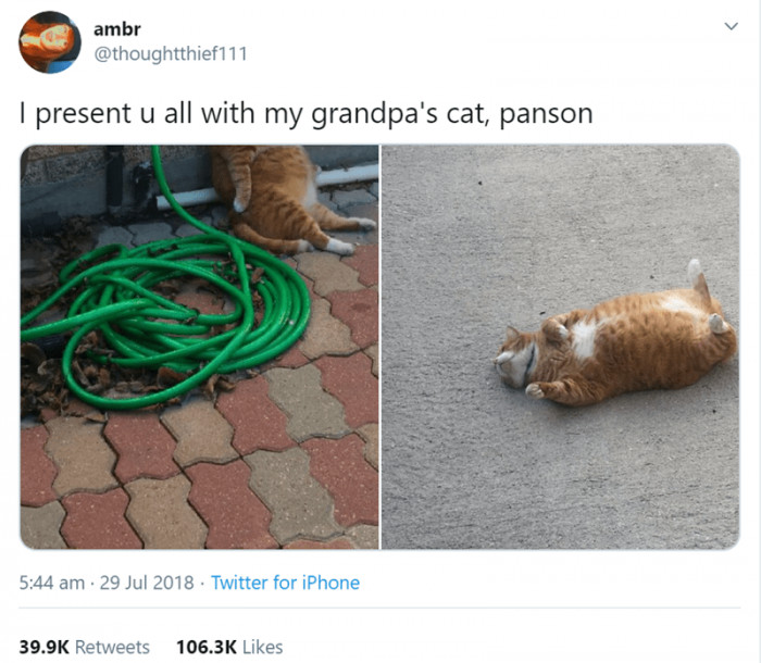 7. My grandpa's cat, Bow.