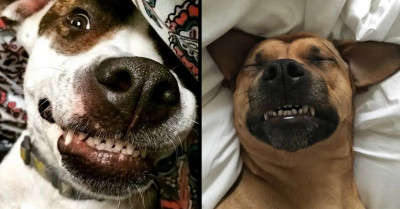 28 Adorable And Awesome Doggos Whose Staffie Owners Are More Than Happy To Show Them Off