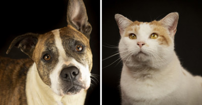 Photographer Creates Striking Portraits of Shelter Animals to Help Them Get Adopted