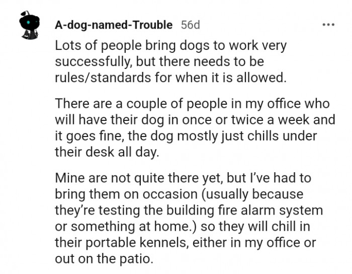 12. The dog mostly chills under the desk