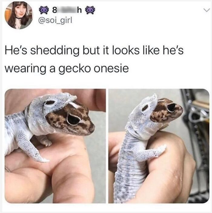 41. Gecko onesie: