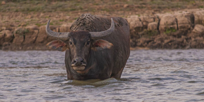 Water Buffalo