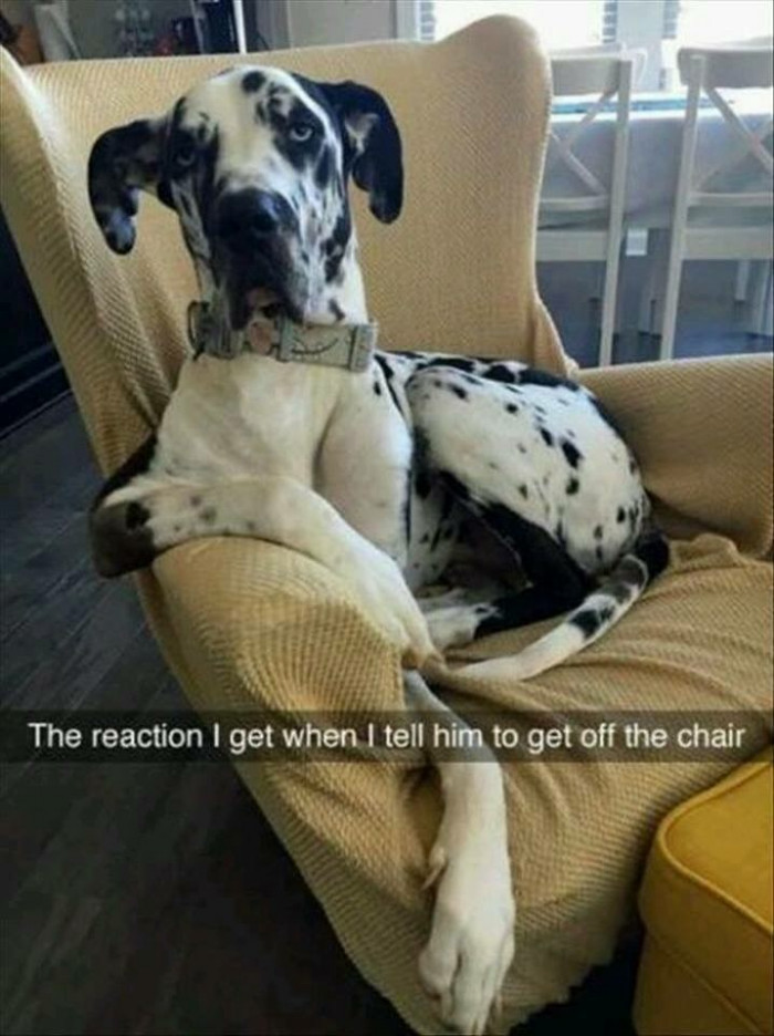 9. Dog's like, 'Sorry, I didn't hear you correctly because there's no way I'm getting my butt off this chair for you.'