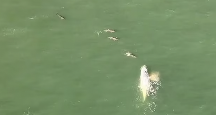 The rare sight was caught by a teen on camera