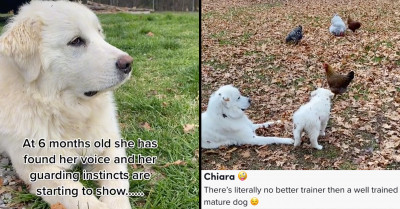Adorable Video Of A Dog Teaching His Puppy Sister Not to Chase After Chickens Goes Viral For All The Right Reasons