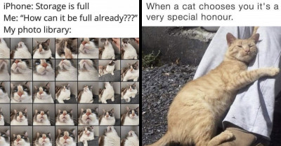 Cat Memes That Are Astonishingly Hissterical (21 Pictures)