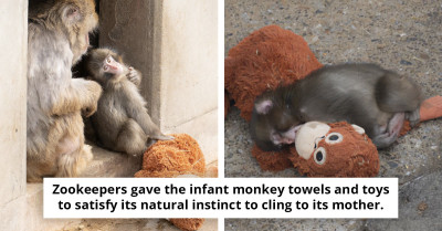 Baby Monkey Rejected By His Mother Finds Comfort In A Stuffed Animal