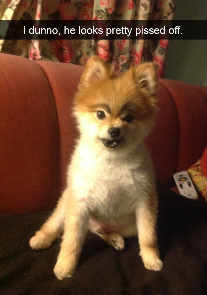 12. Give him some treats, and he'll be smiling in no time.