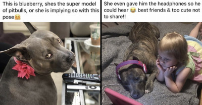 These 17 Pit Bulls Love To Cuddle And They Seriously Are Adorable