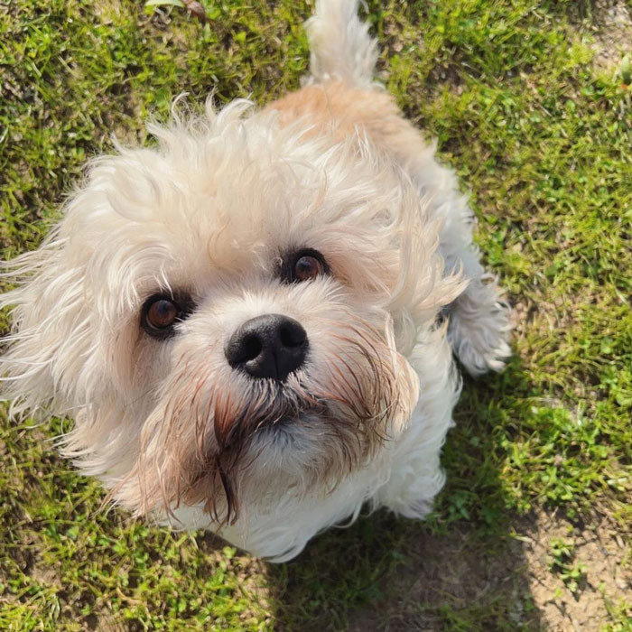 19. Dandie Dinmont Terrier