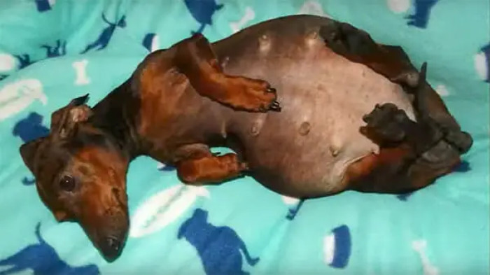 Maria was found immobilized and abandoned. Apparently, she had been exploited by her owners for breeding purposes.