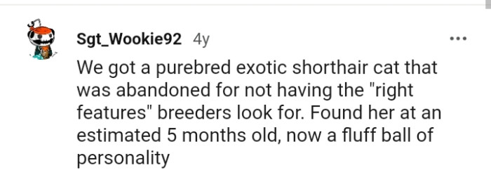 This Redditor got a purebred exotic shorthair