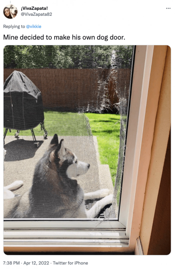 10. Mine made his own dog door