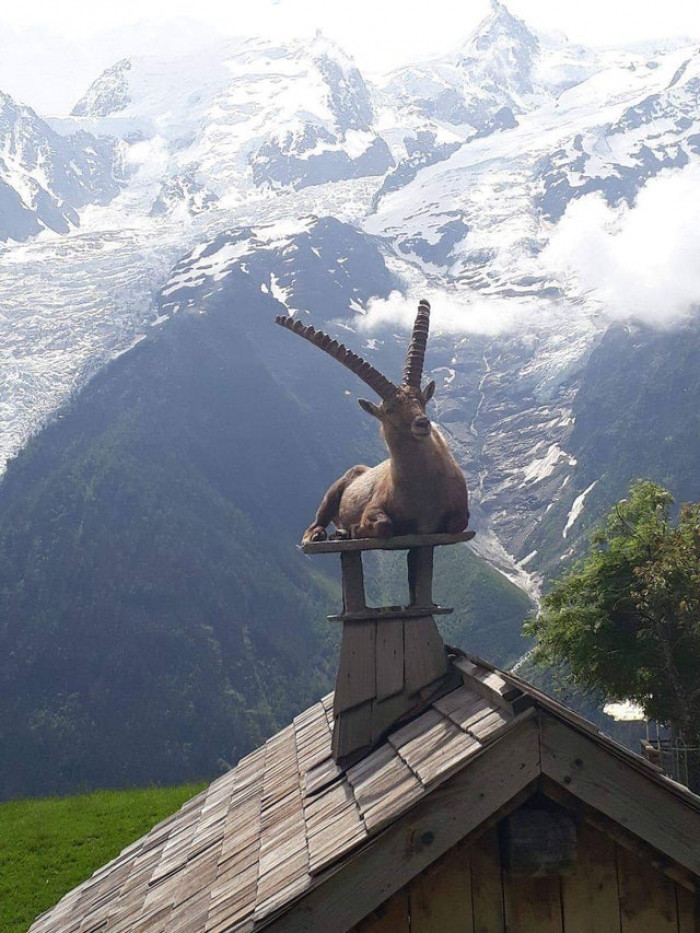 11. Ibex On The Chimney