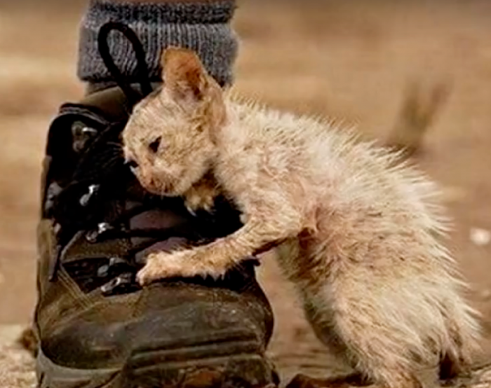 He loved to fight, eat garbage, and play.