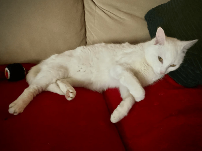 "After six months of home invasions and finding her everywhere, the neighbors agreed she could stay with us going forward."