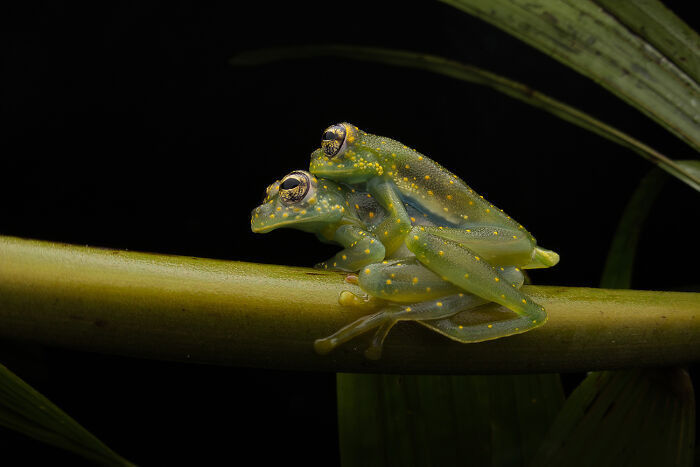 Glass Embrace From The Series 'Inside The Macro World' By Eduardo Salvador