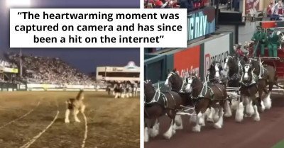 Viral Video Shows Baby Clydesdale Going After Its Mother During A Performance Only To End Up Being In The Spotlight Of The Event