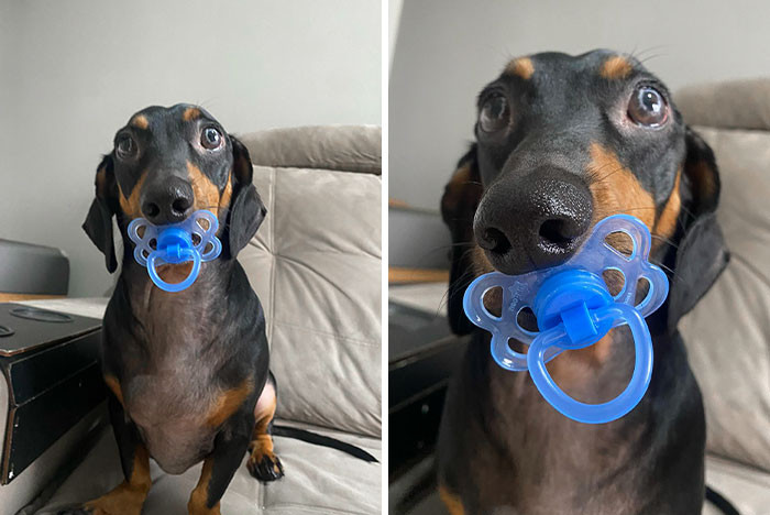 "Will You Face An Angry Dog Like This?"