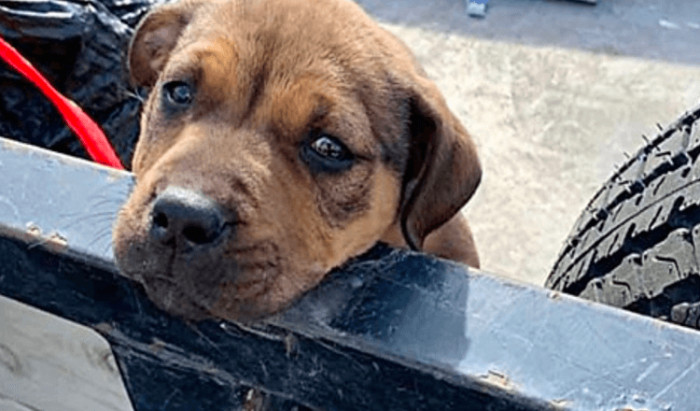Litter Crews with the Indiana Department of Transportation Stumbled Upon a Tiny Puppy Who Was All Alone on the Roadside