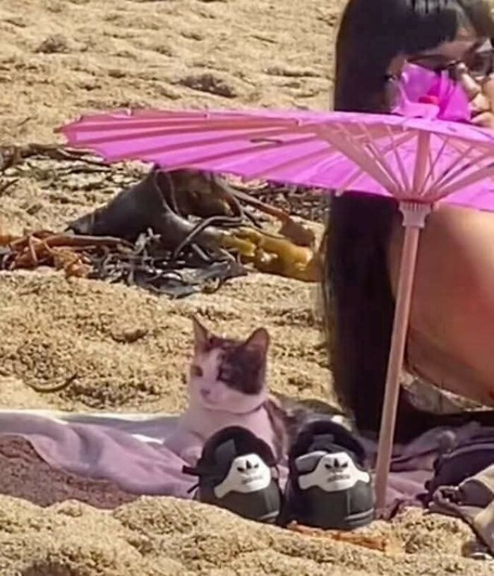 20. Living its best beach life and judging everyone who forgot snacks.