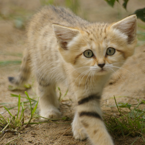Close-knit group of sand cats walking together, pawprints in shifting sand.