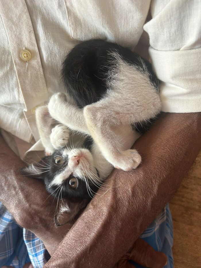 Cat Walter standing upright in a weird pose, half-raccoon look