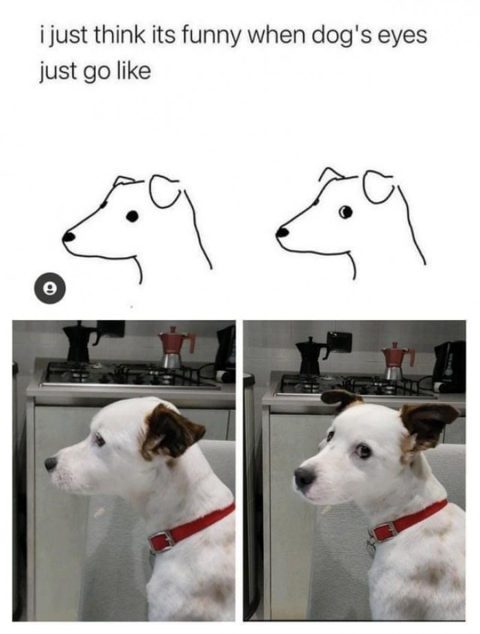 6. When your dog's eyes go like...