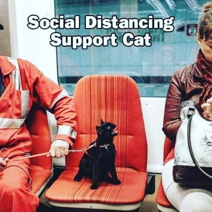 30. I know a lot of people who could use a cat like this at social events.