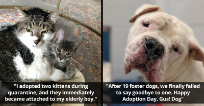 51 Adopted Animals Who Are Eager To Infect You With Their Happiness Today