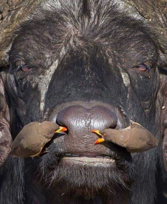 44. On the bright side, his nostrils will be nice and clean.