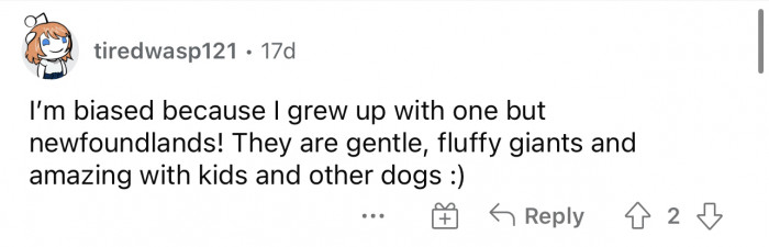 Newfoundlands are incredibly fluffy and large, but they are very gentle and loving.