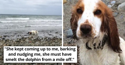 Baby Dolphin Gets Stranded On The Seashore But A Dog, Leia, Comes Along And Saves Its Life
