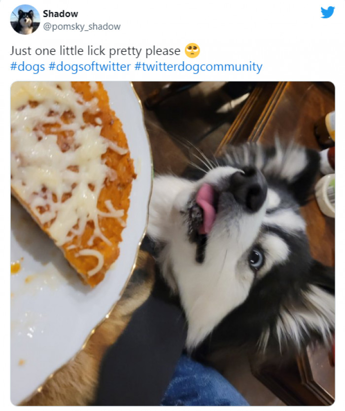 16. This is Shadow, and he wants one really large bite.