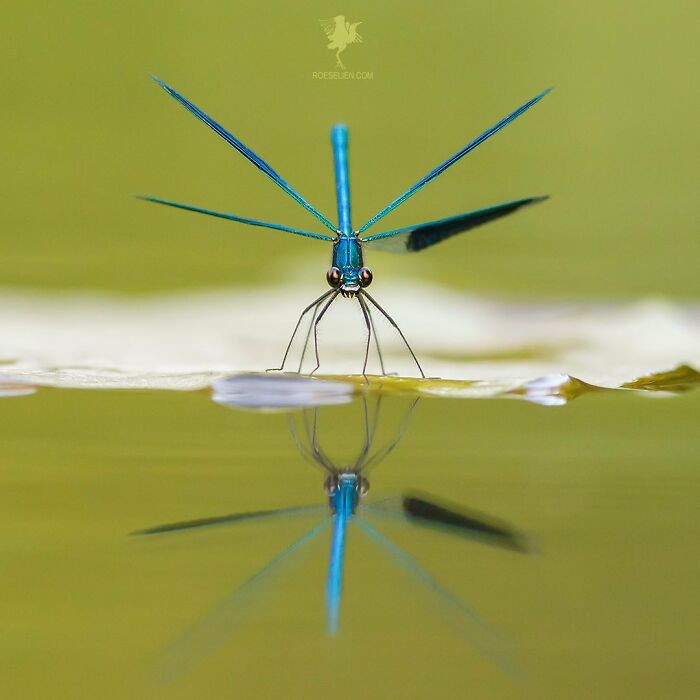 1. Banded Demoiselle and Its Reflection